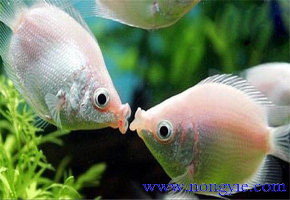 接吻魚(yú)為什么會(huì)接吻