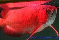 紅龍魚價格多少錢一條，紅龍魚如何飼養(yǎng)與管理