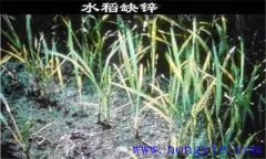 水稻缺鋅會(huì)導(dǎo)致僵苗，水稻缺鋅怎么辦？