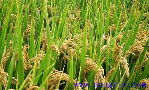及早追施肥料，確保后期不脫肥