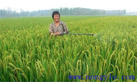 加強病蟲害綜合防治，確保青稈黃熟