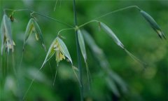 燕麥種植時(shí)間，燕麥?zhǔn)裁磿r(shí)間種植