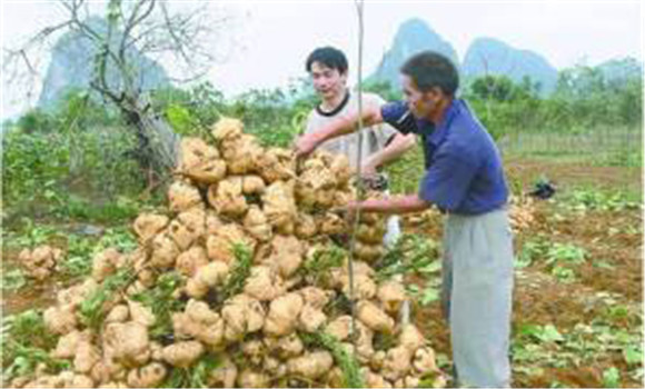 豆薯如何種植，豆薯種植與栽培技術(shù)