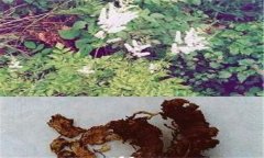 常見的天然的植物殺蟲劑有哪些？