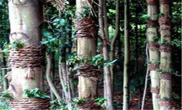 仿野生鐵皮石斛如何種植，鐵皮石斛的種植技術