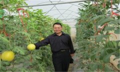 西瓜、甜瓜旱塘高壟栽培技術(shù)
