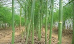 蘆筍的種植方法 蘆筍施肥、培土的管理方法