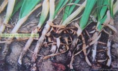 大蒜細菌性軟腐病的癥狀有哪些 怎樣防治？