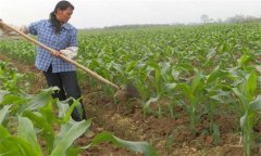 春玉米種植時間 春玉米高產(chǎn)栽培技術要點