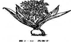 如何養(yǎng)殖風(fēng)信子，風(fēng)信子的養(yǎng)殖方法