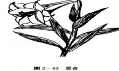 百合花怎么養(yǎng)，百合的產(chǎn)地、習(xí)性與養(yǎng)殖