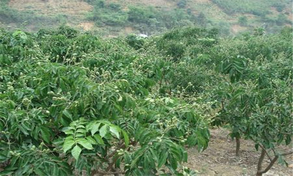 種植黃皮怎么管理？