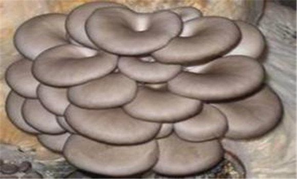 平菇種植對(duì)空氣、光照和土壤的要求