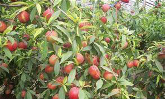 大棚種植桃樹怎么管理？