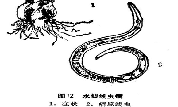 如何防治水仙線蟲??？