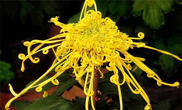 盆栽菊花怎么養(yǎng)才好？