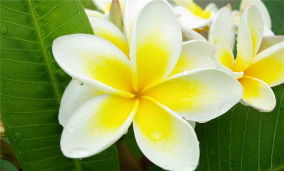 盆栽雞蛋花怎么養(yǎng)？