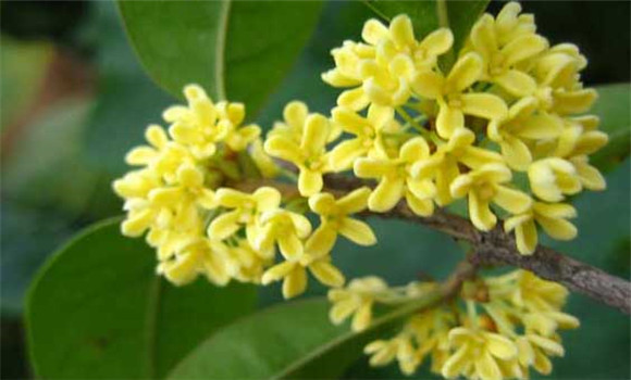 四季桂什么時候開花？