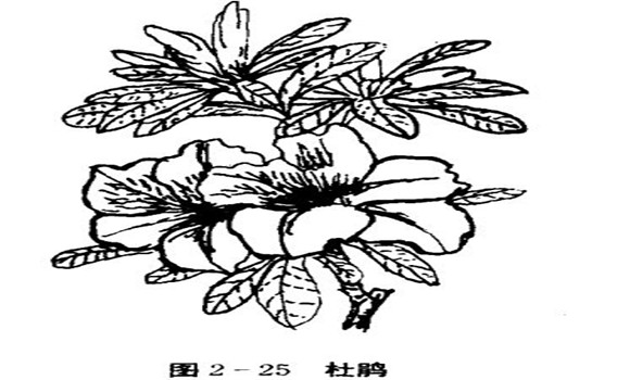 怎樣養(yǎng)杜鵑花，杜鵑花怎么養(yǎng)
