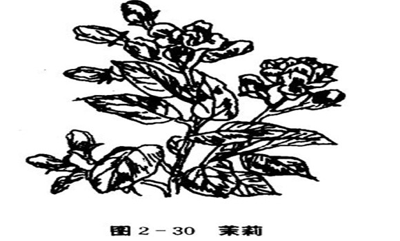 茉莉花種植技術(shù)，如何種植茉莉花