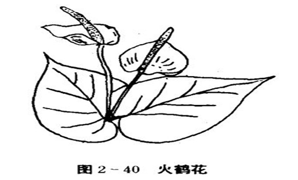 火鶴花怎么養(yǎng)，怎么養(yǎng)火鶴花效果好