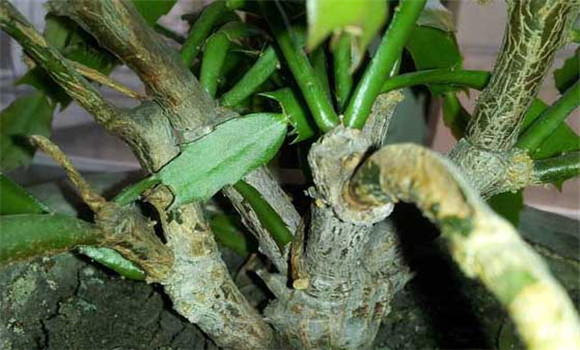 盆栽蟹爪蘭怎么養(yǎng)？