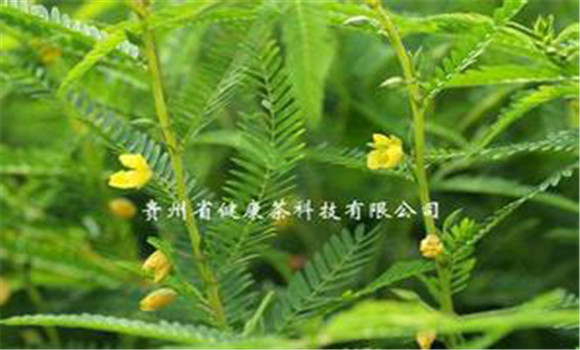 扁豆草栽培技術(shù)，它有何生長(zhǎng)習(xí)性