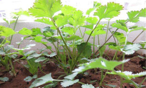 陽(yáng)臺(tái)香菜的種植方法，陽(yáng)臺(tái)香菜怎么種