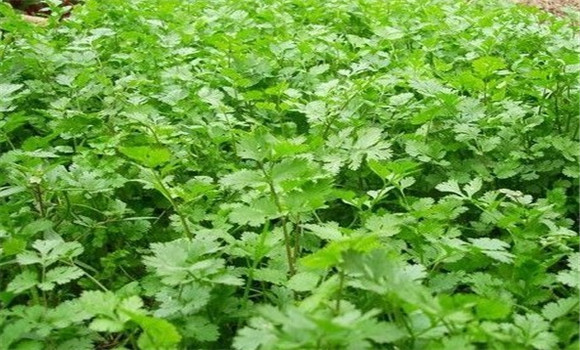 怎樣種芫荽，種芫荽的方法