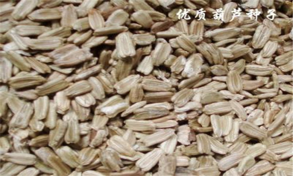 葫蘆種子多少錢(qián)