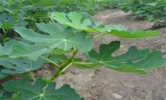 無花果的成熟時間 無花果什么時候成熟？