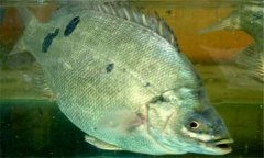 石斑魚(yú)是淡水魚(yú)嗎？石斑魚(yú)有哪些種類？