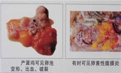 雞傳染性鼻炎用什么藥效果好，如何治療?