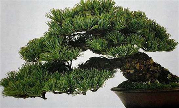 盆栽五針?biāo)稍趺答B(yǎng)？