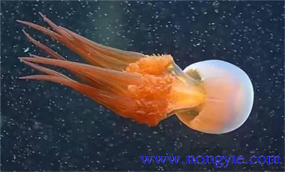 海蜇是水母嗎？