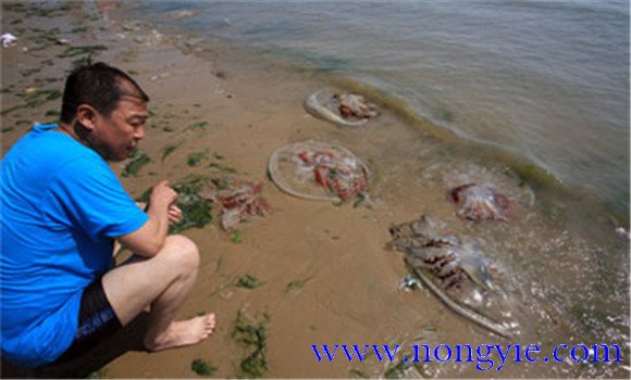 海蜇能蜇死人嗎，如何預(yù)防被蜇傷