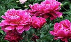 盆栽芍藥花的養(yǎng)殖方法 盆栽芍藥花怎么養(yǎng)？