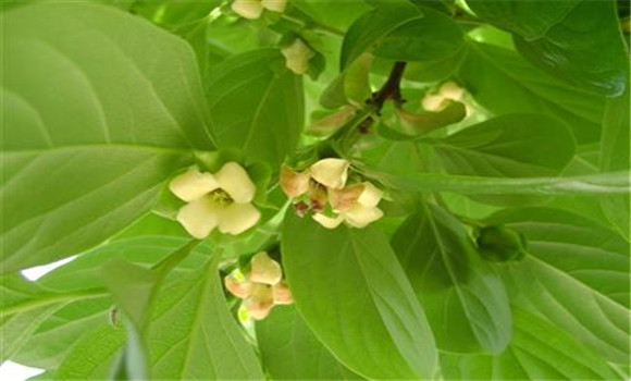 提高柿子樹(shù)坐果率的小竅門