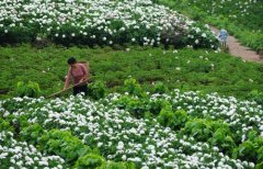 白芍種植技術(shù)、方法與主要步驟