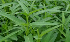 蕹菜是什么菜，有何特征？