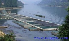 魚(yú)類氨氮中毒、藥害及泛塘的差別及解救方法
