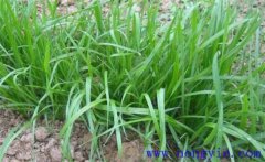 畜牧草有哪幾種？各有什么特點與生產(chǎn)優(yōu)勢？