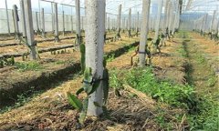 火龍果種植方法及肥水、土壤管理重點(diǎn)