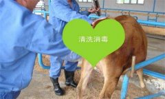 牛胎衣不下怎么辦，教你牛胎衣不下的簡(jiǎn)易療法
