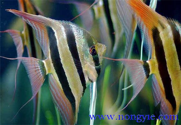 神仙魚(yú)能長(zhǎng)多大，神仙魚(yú)怎么飼養(yǎng)