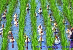 稻鴨共養(yǎng)、共生農(nóng)業(yè)新模式介紹