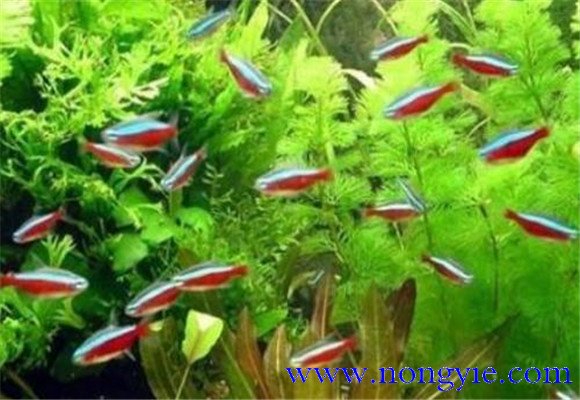紅綠燈魚(yú)怎么養(yǎng)，紅綠燈魚(yú)的仔魚(yú)如何管理