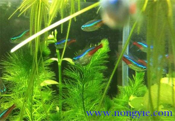 紅綠燈魚的壽命多長，紅綠燈魚養(yǎng)殖環(huán)境要求