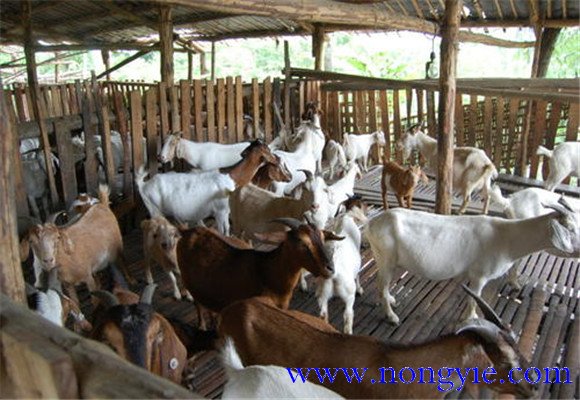 舍飼養(yǎng)羊的品種選擇，舍飼養(yǎng)羊技術(shù)要點(diǎn)