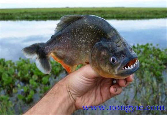 虎魚壽命有多長？